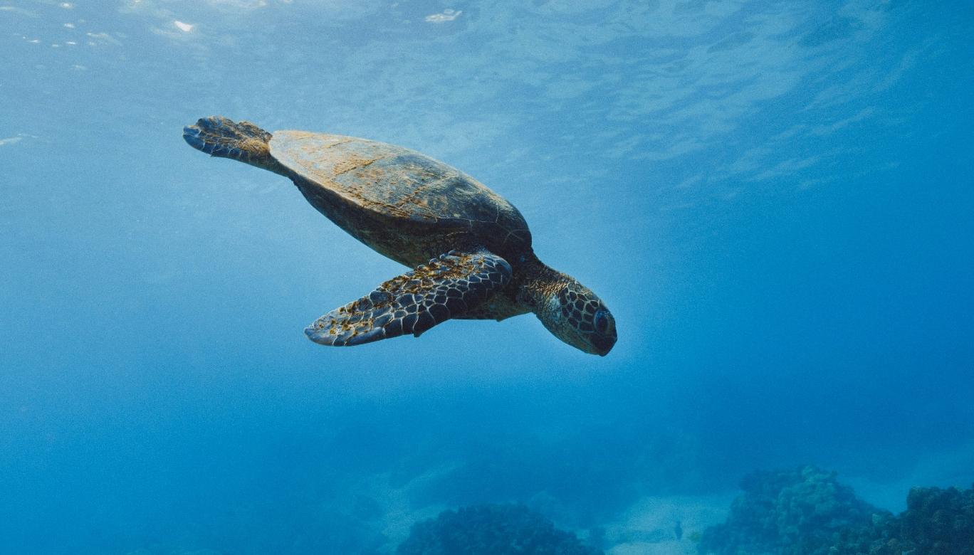 The Archelon Project in Crete 