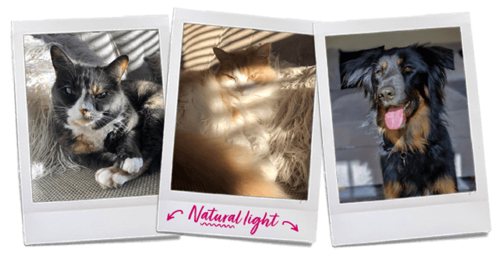 Taking better photos of your cat or dog