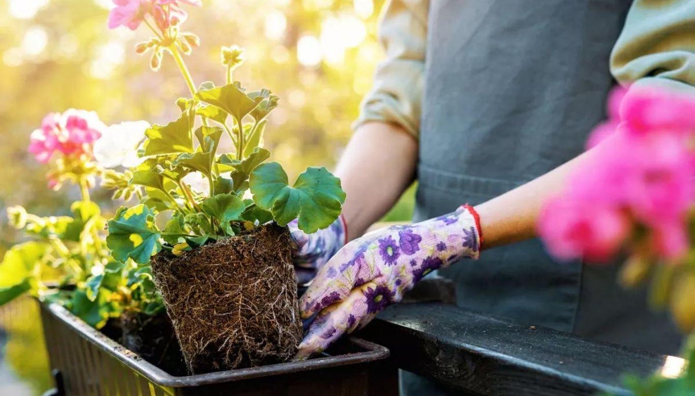 The Smart Garden Reimagined: Festive Tech, Tranquillity, and Tools That Transform