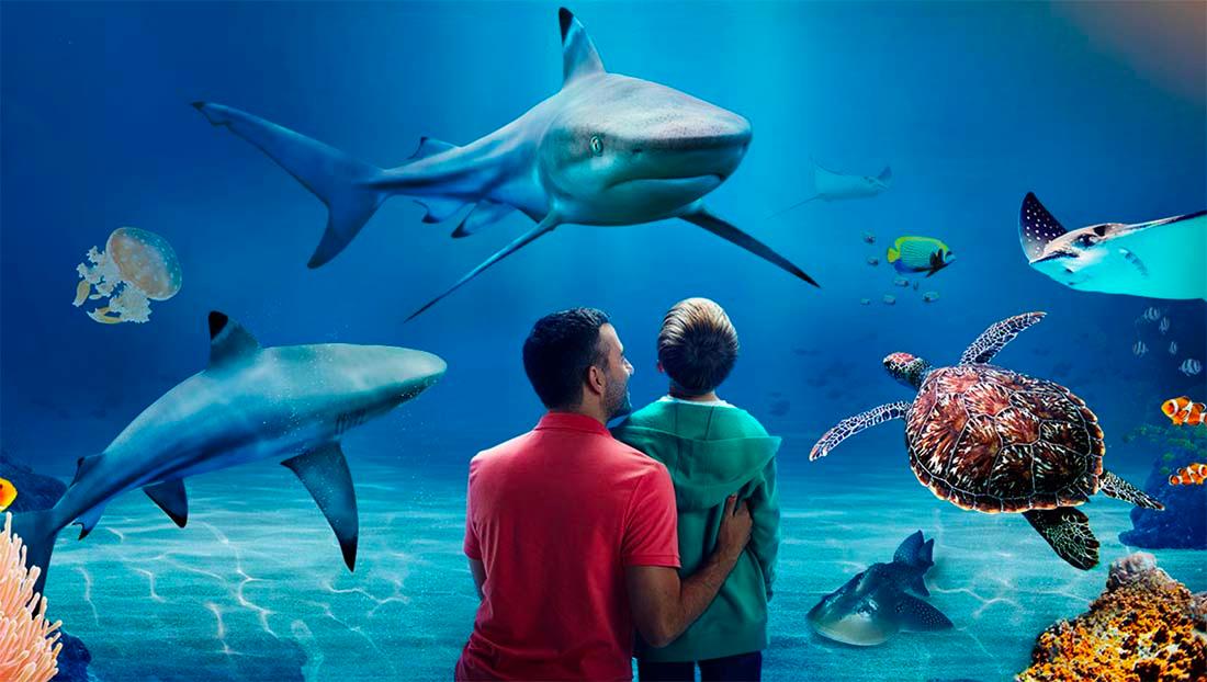 Elevate Your Family Fun